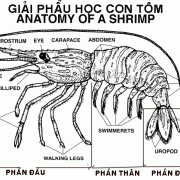 Shrimp anatomy